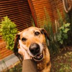Combate ao abandono animal