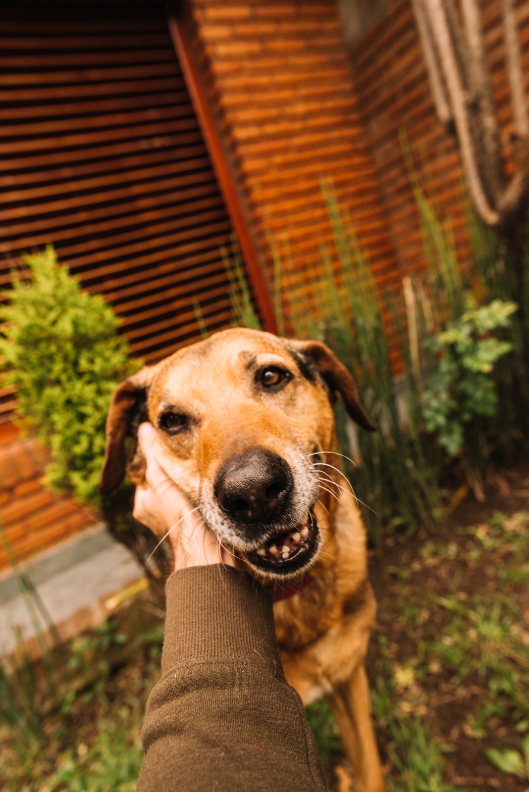 Combate ao abandono animal