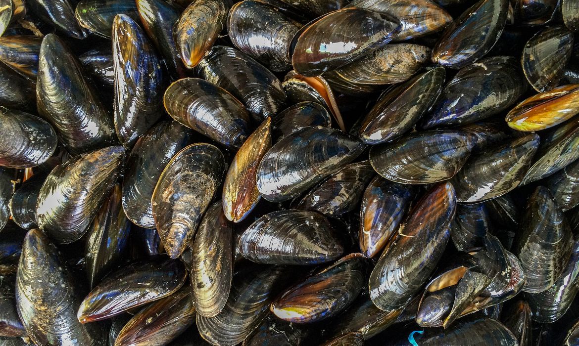Pesquisa nacional expõe risco no mar