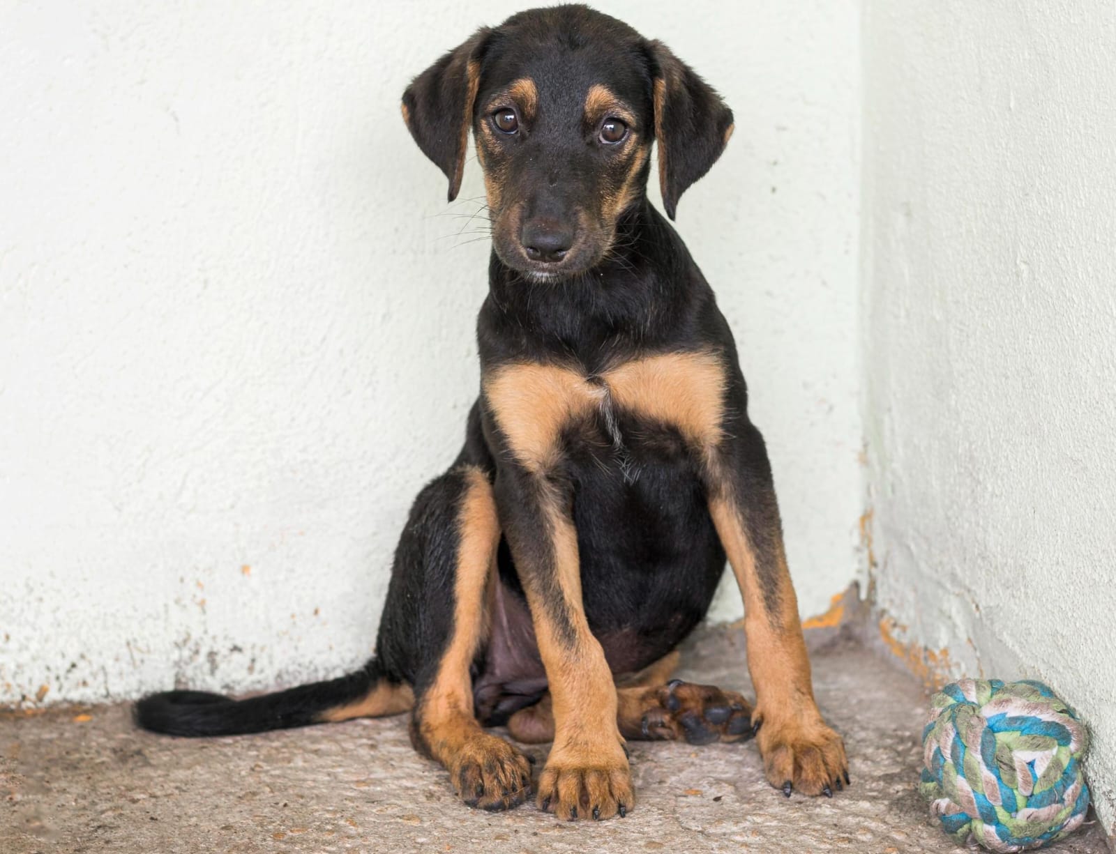Justiça fixa multa por atraso em plano para abrigo animal