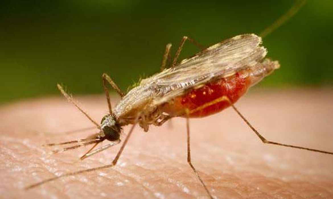 Testes reforçam potencial da vacina contra malária