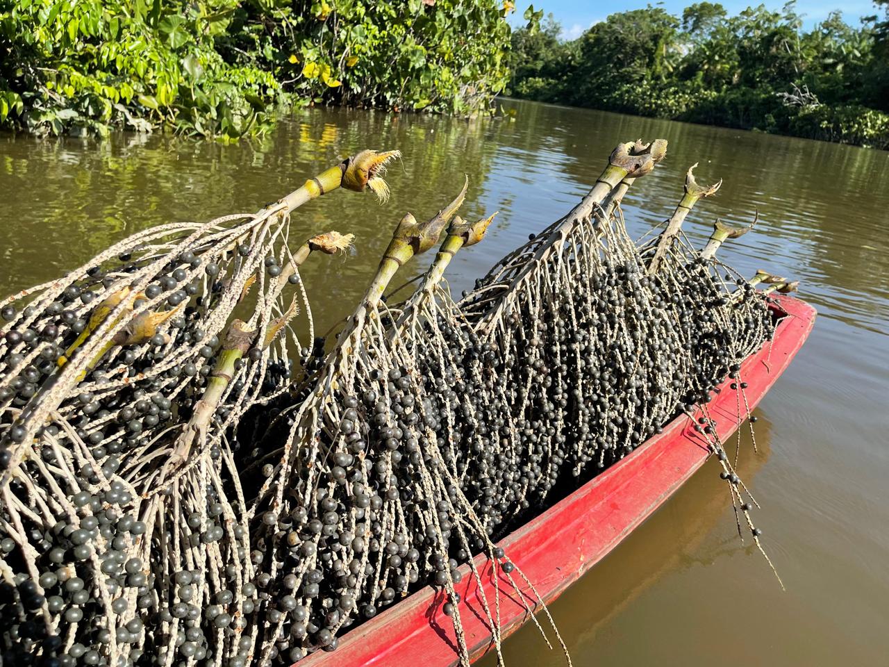 Empreendedorismo de impacto cresce na Amazônia