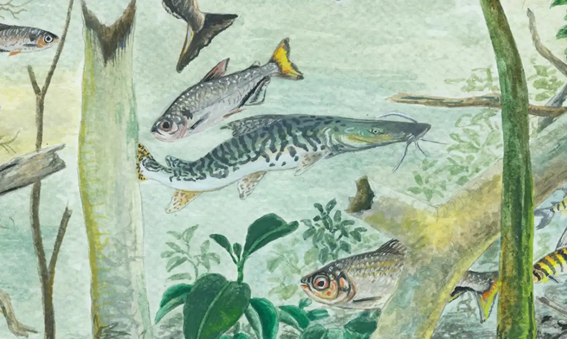 Bacia Amazônica possui maior diversidade de peixes do mundo