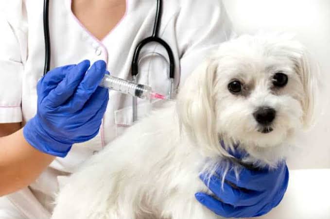 Manaus quer vacinar 282,4 mil cães e gatos